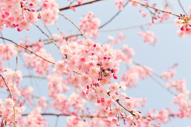 TOUR SAKURA 2027